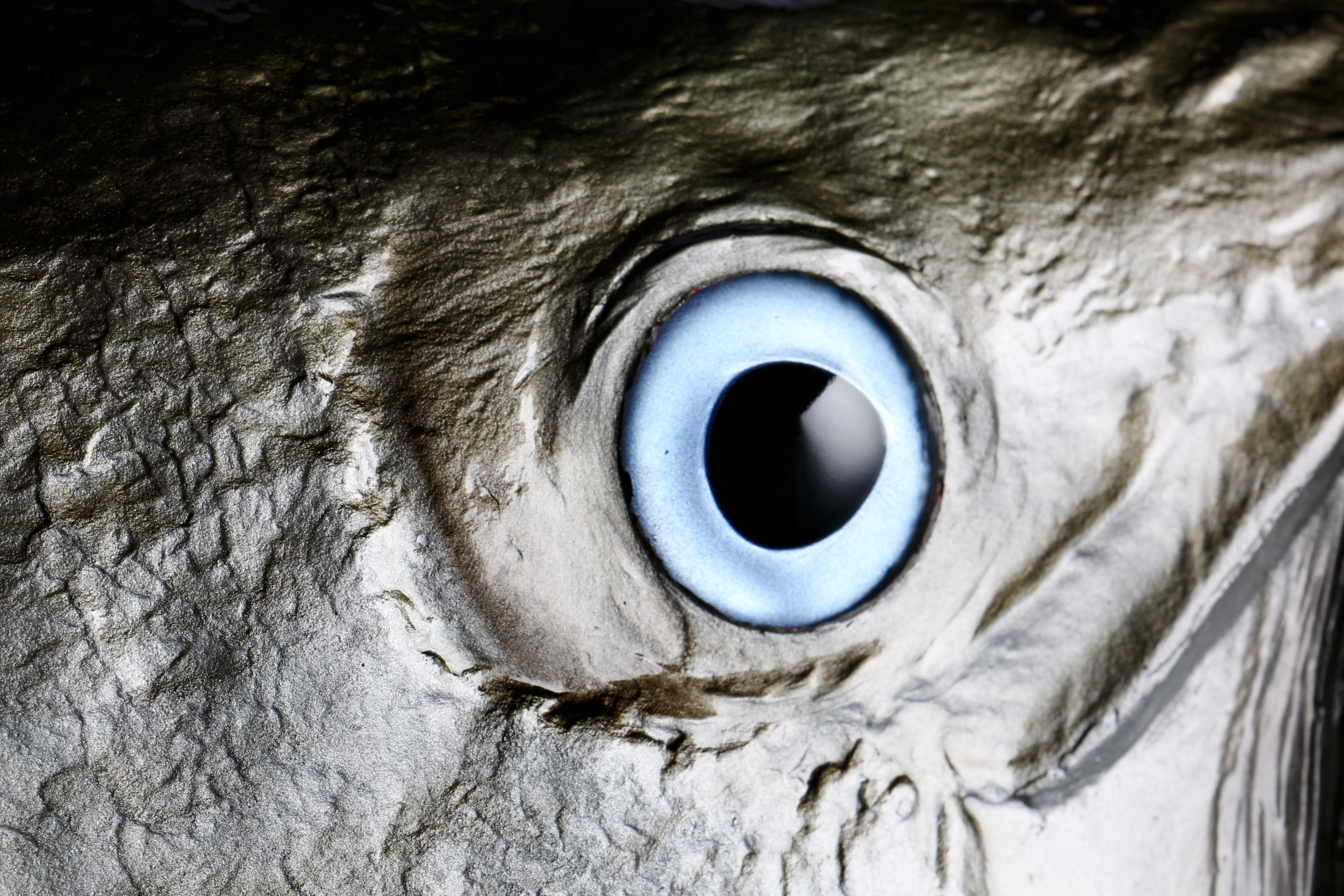 Macro of a hand-painted fiberglass fish eye