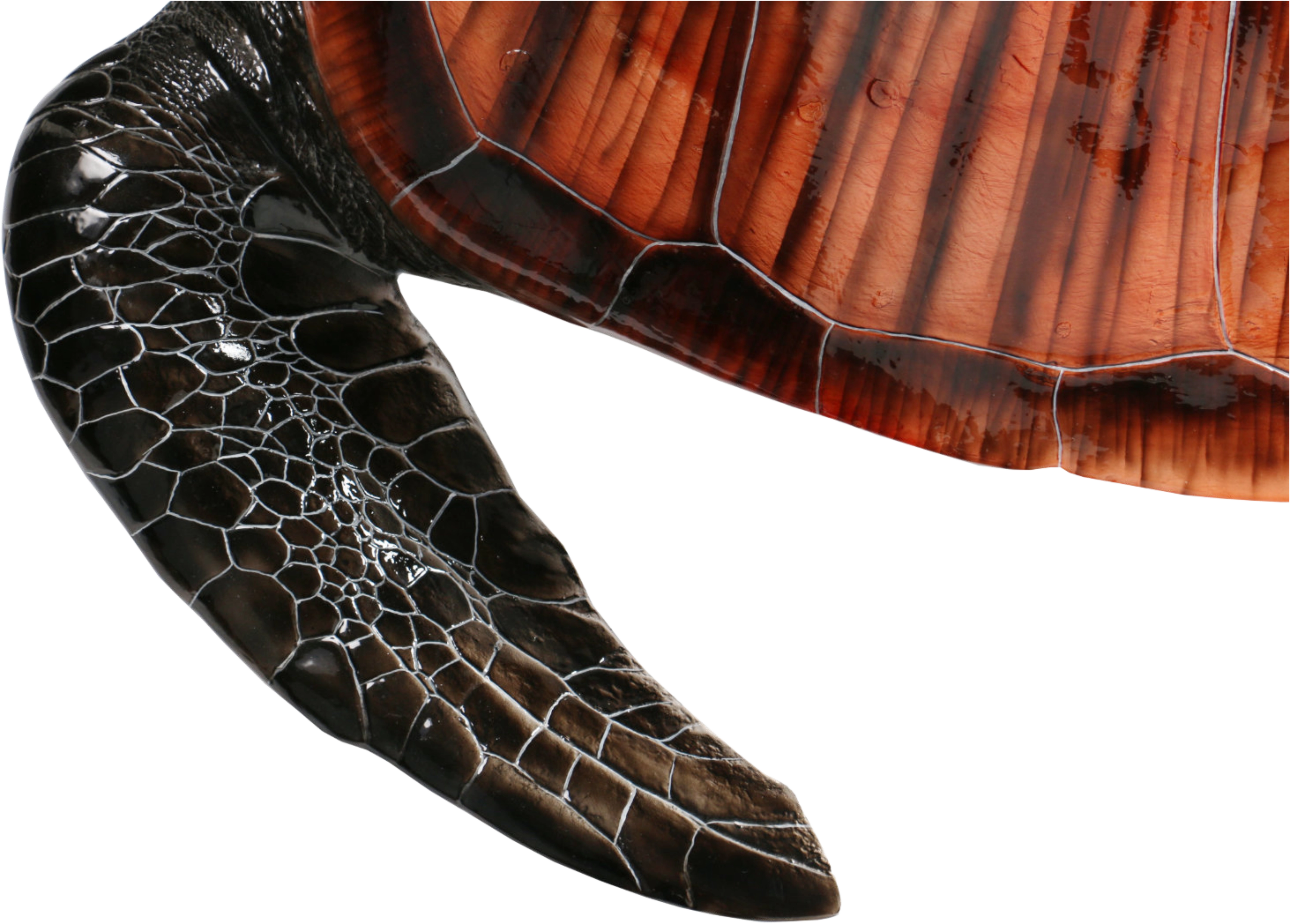 Macro of sculpted scale and shell texture on a fiberglass mount