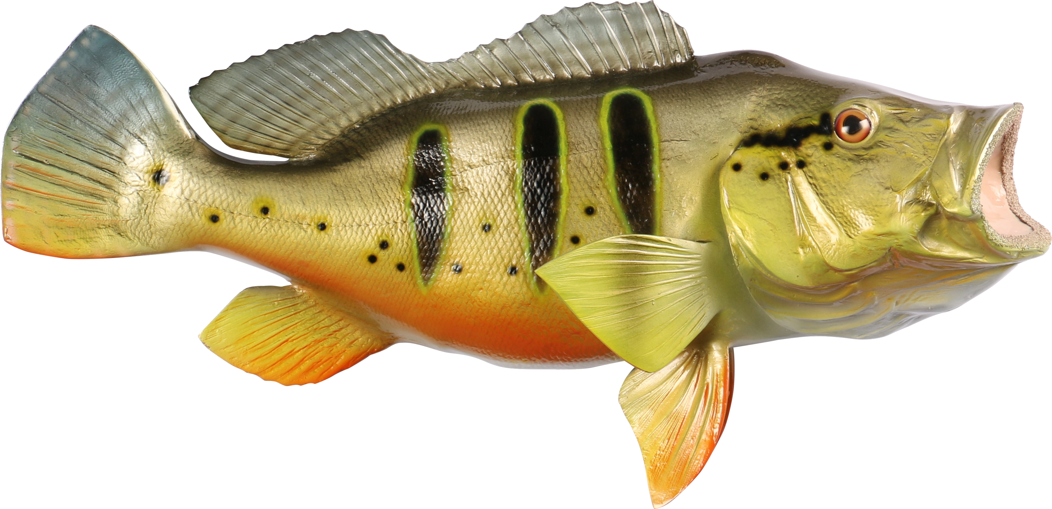 Peacock bass mount