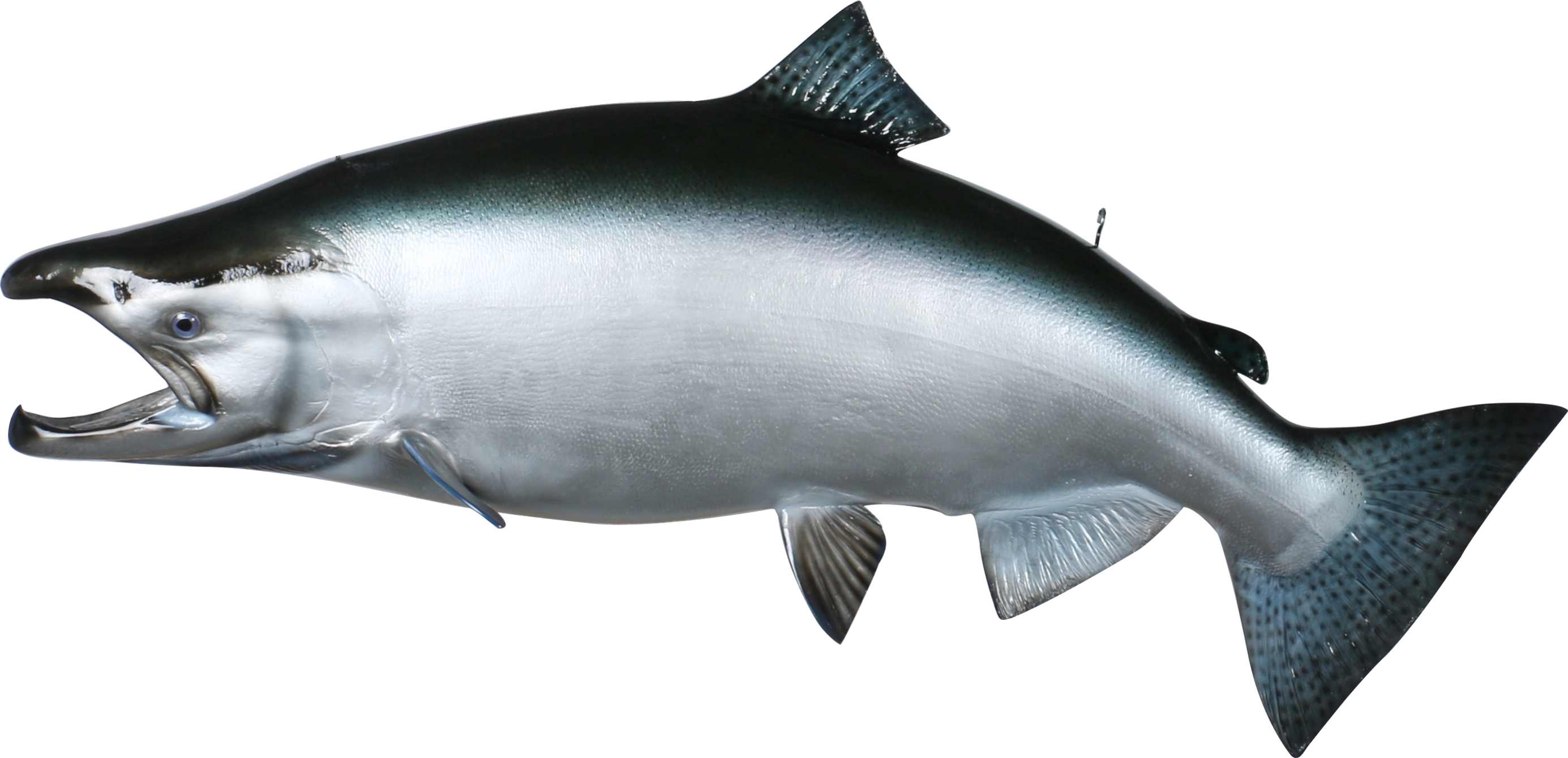 Salmon fiberglass mount