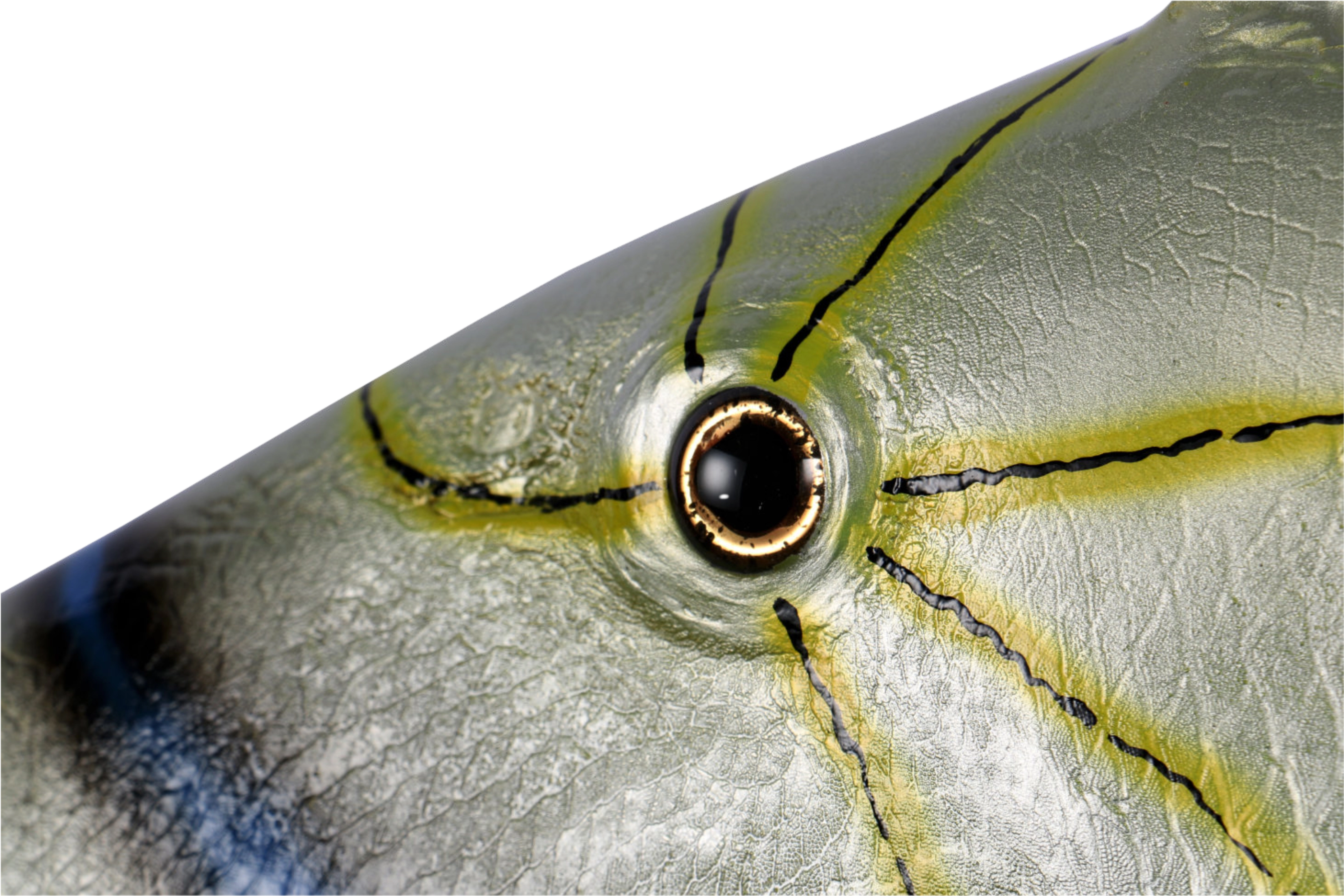 Queen triggerfish paint detail
