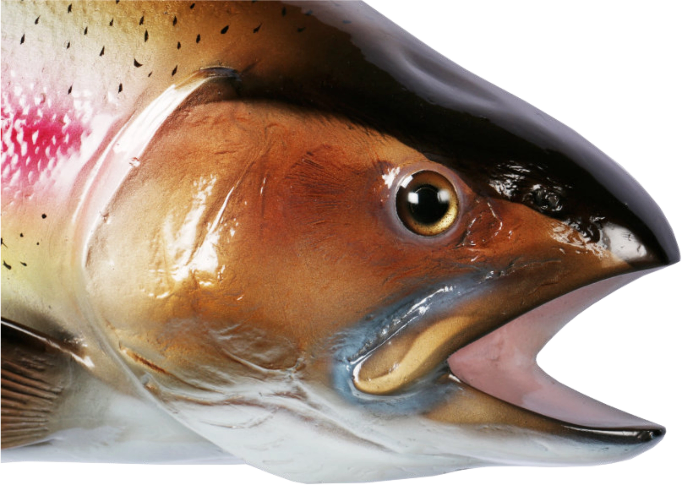 Trout mount spot detail